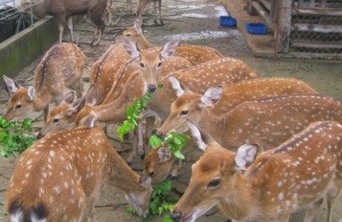 Làm giàu từ mô hình nuôi hươu sao ở Hương Sơn