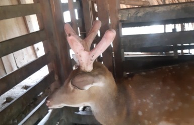 Trải nghiệm và tham quan cắt nhung hươu Hương Sơn