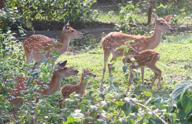 Nuôi hươu sao thu hàng chục triệu đồng mỗi vụ ở Hà Tĩnh