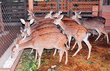 Tin vui với người nuôi hươu Hà Tĩnh, sẽ không dừng ở con số 150 tỷ!