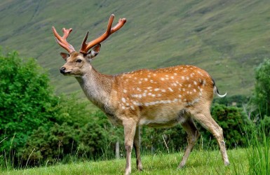 Tác dụng của nhung hươu tới sức khỏe chăn gối của nam giới